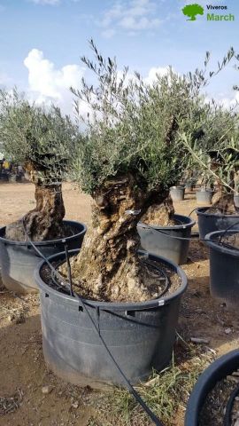 OLEA EUROPAEA BONSAI C600L 100/120 HT200/250