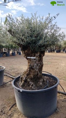 OLEA EUROPAEA BONSAI C600L 100/120 HT200/250