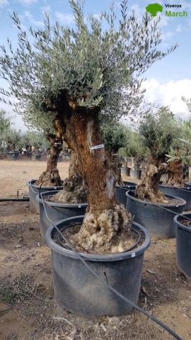 OLEA EUROPAEA BONSAI C600L 100/120 HT200/250