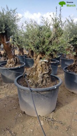 OLEA EUROPAEA BONSAI C600L 100/120 HT200/250