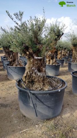 OLEA EUROPAEA BONSAI C600L 100/120 HT200/250