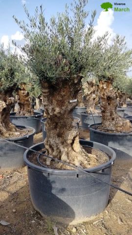 OLEA EUROPAEA BONSAI C600L 100/120 HT200/250