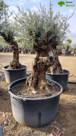 OLEA EUROPAEA BONSAI C600L 100/120 HT200/250