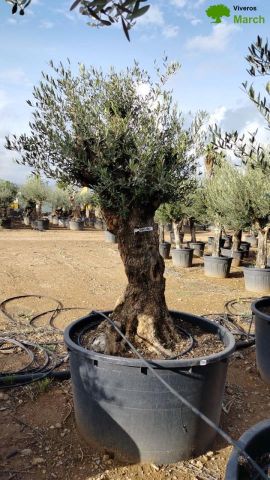 OLEA EUROPAEA BONSAI C600L 100/120 HT200/250