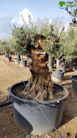 OLEA EUROPAEA BONSAI C600L 100/120 HT200/250