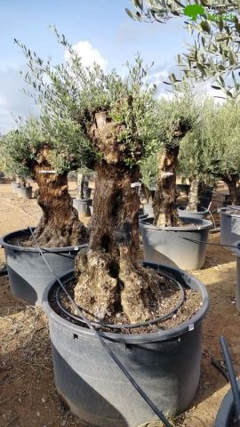 OLEA EUROPAEA BONSAI C600L 100/120 HT200/250