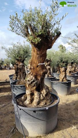 OLEA EUROPAEA BONSAI C600L 100/120 HT200/250