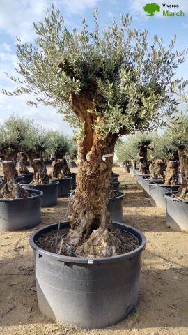 OLEA EUROPAEA BONSAI C600L 100/120 HT200/250