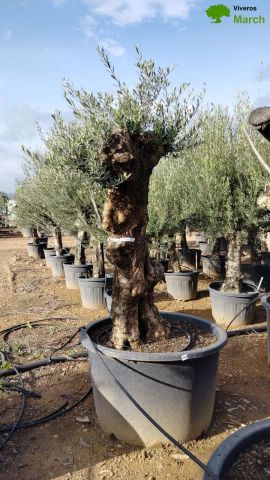 OLEA EUROPAEA BONSAI C600L 100/120 HT200/250