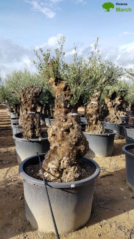 OLEA EUROPAEA BONSAI C600L 100/120 HT200/250