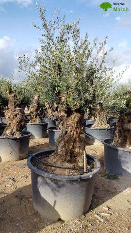 OLEA EUROPAEA BONSAI C600L 100/120 HT200/250