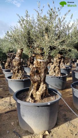 OLEA EUROPAEA BONSAI C600L 100/120 HT200/250