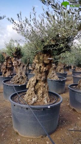 OLEA EUROPAEA BONSAI C600L 100/120 HT200/250