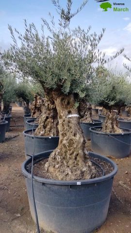 OLEA EUROPAEA BONSAI C600L 100/120 HT200/250