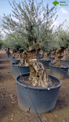 OLEA EUROPAEA BONSAI C600L 100/120 HT200/250