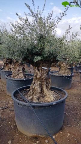OLEA EUROPAEA BONSAI C600L 100/120 HT200/250
