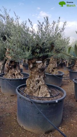 OLEA EUROPAEA BONSAI C600L 100/120 HT200/250
