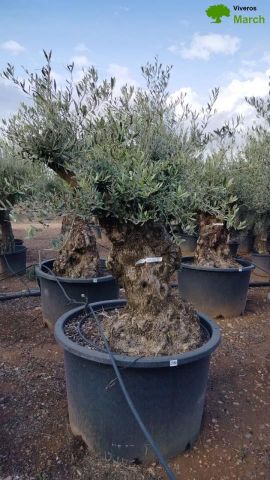 OLEA EUROPAEA BONSAI C600L 100/120 HT200/250