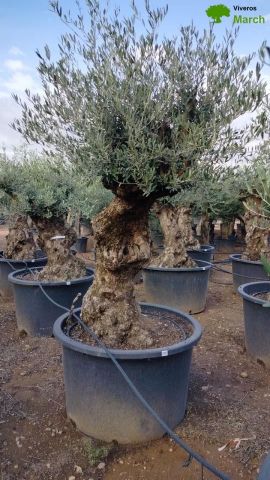 OLEA EUROPAEA BONSAI C600L 100/120 HT200/250