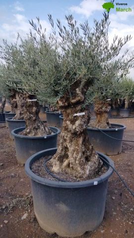 OLEA EUROPAEA BONSAI C600L 100/120 HT200/250
