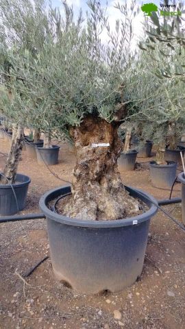 OLEA EUROPAEA BONSAI C600L 100/120 HT200/250