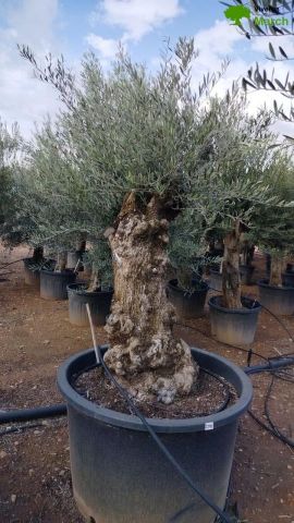 OLEA EUROPAEA BONSAI C600L 100/120 HT200/250