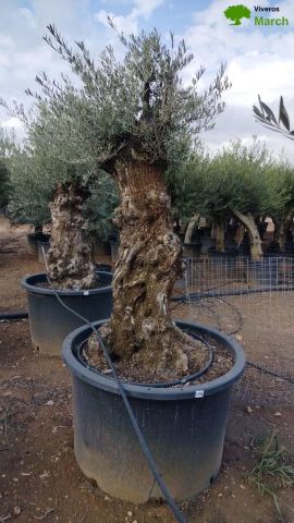 OLEA EUROPAEA BONSAI C600L 100/120 HT200/250