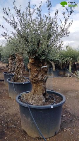 OLEA EUROPAEA BONSAI C600L 100/120 HT200/250
