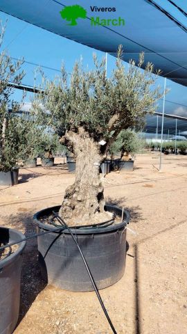 OLEA EUROPAEA BONSAI C600L 100/120 HT200/250