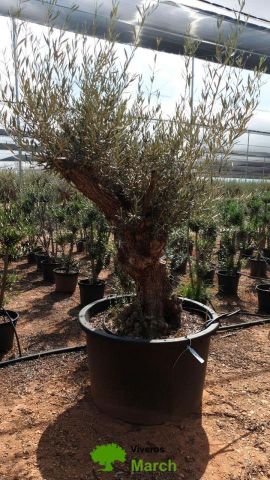 OLEA EUROPAEA BONSAI C600L 100/120 HT200/250