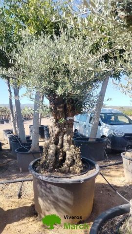 OLEA EUROPAEA BONSAI C600L 100/120 HT200/250