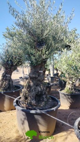OLEA EUROPAEA BONSAI C600L 100/120 HT200/250