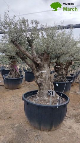 OLEA EUROPAEA BONSAI C600L 100/120 HT200/250