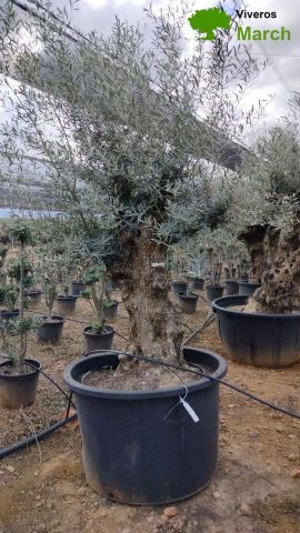 OLEA EUROPAEA BONSAI C600L 100/120 HT200/250