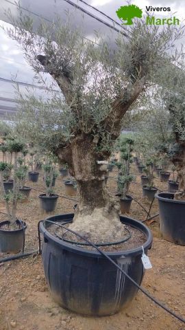 OLEA EUROPAEA BONSAI C600L 100/120 HT200/250