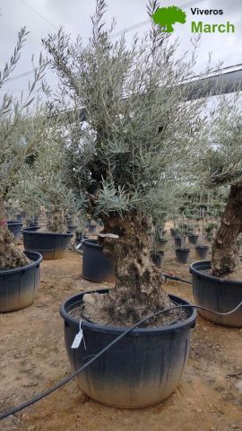 OLEA EUROPAEA BONSAI C600L 100/120 HT200/250