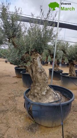 OLEA EUROPAEA BONSAI C600L 100/120 HT200/250