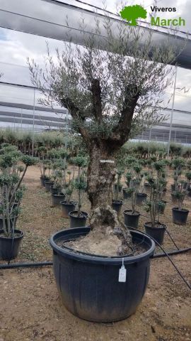 OLEA EUROPAEA BONSAI C600L 100/120 HT200/250