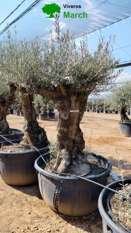 OLEA EUROPAEA BONSAI C600L 100/120 HT200/250