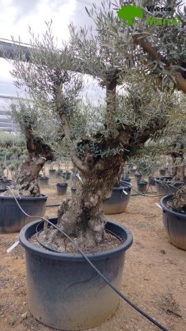 OLEA EUROPAEA BONSAI C600L 100/120 HT200/250