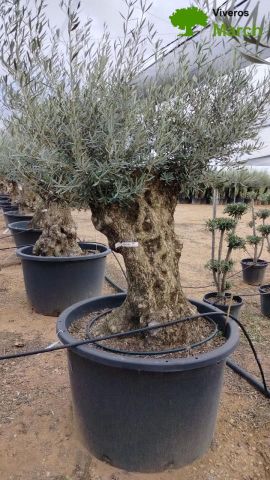OLEA EUROPAEA BONSAI C600L 100/120 HT200/250