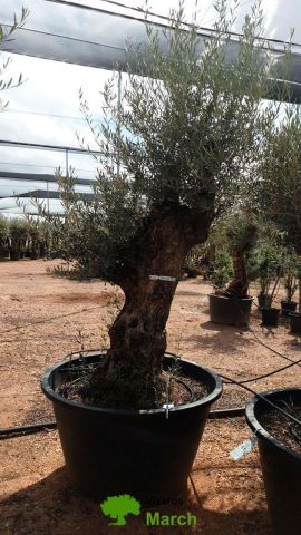 OLEA EUROPAEA BONSAI C600L 100/120 HT200/250