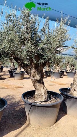 OLEA EUROPAEA BONSAI C600L 100/120 HT200/250