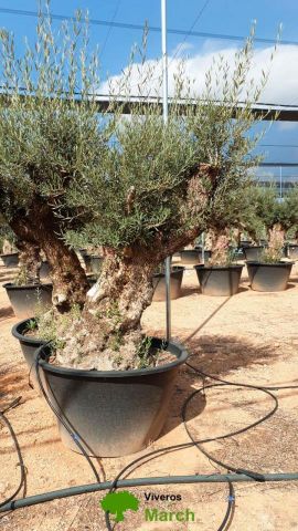 OLEA EUROPAEA BONSAI C600L 100/120 HT200/250