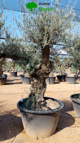 OLEA EUROPAEA BONSAI C600L 100/120 HT200/250