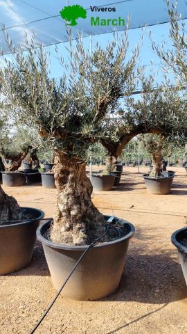 OLEA EUROPAEA BONSAI C600L 100/120 HT200/250