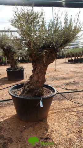 OLEA EUROPAEA BONSAI C600L 100/120 HT200/250