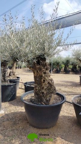 OLEA EUROPAEA BONSAI C600L 100/120 HT200/250