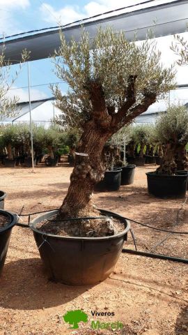 OLEA EUROPAEA BONSAI C600L 100/120 HT200/250