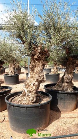 OLEA EUROPAEA BONSAI C600L 100/120 HT200/250